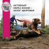 Eukanuba Adult Large Breed сухой корм для собак крупных и очень крупных пород в возрасте от 1 до 6 лет